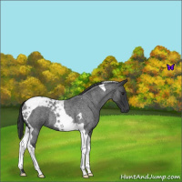 Horse Color:Blue Roan Tobiano 