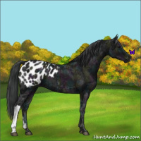 Horse Color:Midnight Black Ice Appaloosa 