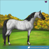 Horse Color:Midnight Blue Ice Roan 