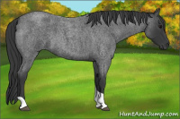 Horse Color:Blue Roan Tobiano 