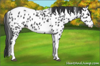 Horse Color:Blue Roan Tobiano Near Leopard 