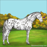 Horse Color:Smoky Black Tobiano Leopard Rabicano