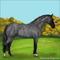 Horse Color:Midnight Blue Roan Rabicano 