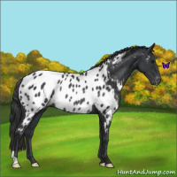Horse Color:Black Blanket Rabicano 