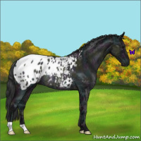 Horse Color:Midnight Blue Ice Roan Appaloosa Rabicano 