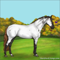 Horse Color:Midnight Chestnut Ice Appaloosa Rabicano