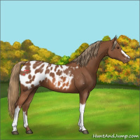 Horse Color:Chestnut Appaloosa 