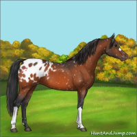 Horse Color:Bay Appaloosa 