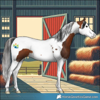 Horse Color:Bay Splash Tobiano 