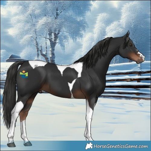 Horse Color:Liver Chestnut Tobiano 