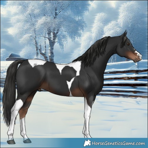 Horse Color:Liver Chestnut Tobiano 