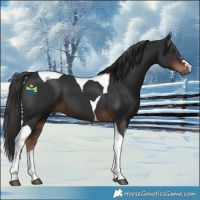 Horse Color:Liver Chestnut Tobiano 