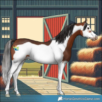 Horse Color:Bay Splash Frame