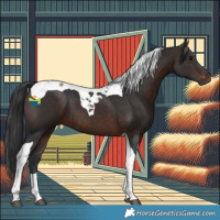 Horse Color:Brown Tobiano 