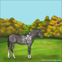 Horse Color:Black Tobiano 