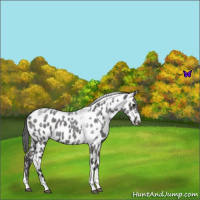 Horse Color:Blue Roan Tobiano Appaloosa 