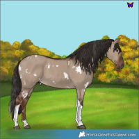 Horse Color:White Spotted Liver Red Dun Tobiano 