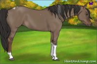 Horse Color:Liver Red Dun Tobiano 