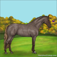 Horse Color:Liver Red Roan Rabicano 