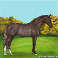 Horse Color:Liver Chestnut Rabicano 