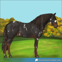 Horse Color:White Spotted Liver Chestnut Rabicano 