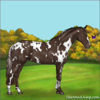 Horse Color:White Spotted Liver Chestnut Varnish 