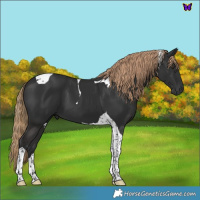 Horse Color:Liver Chestnut Tobiano 