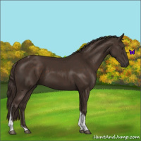 Horse Color:Liver Chestnut Tobiano 