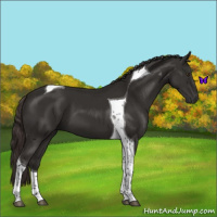 Horse Color:Liver Chestnut Tobiano 