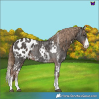 Horse Color:White Spotted Liver Chestnut Sabino Blanket 