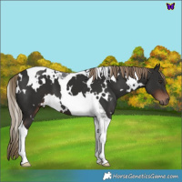 Horse Color:White Spotted Liver Chestnut Tobiano 