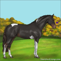 Horse Color:Liver Chestnut Tobiano Appaloosa 