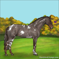 Horse Color:White Spotted Liver Red Roan Rabicano 
