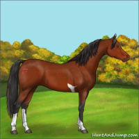Horse Color:Brown Tobiano 