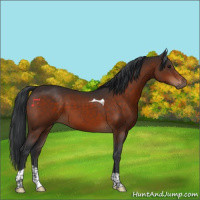 Horse Color:Brown Tobiano Rabicano 
