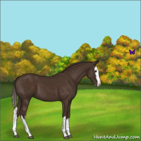 Horse Color:Liver Chestnut Sabino Splash 