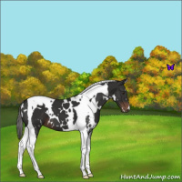 Horse Color:White Spotted Liver Chestnut Tobiano 