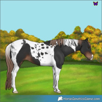 Horse Color:Liver Chestnut Tobiano 