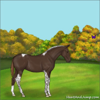 Horse Color:Liver Chestnut Tobiano 