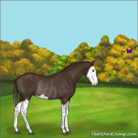 Horse Color:Liver Chestnut Splash Rabicano 