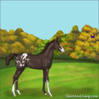 Horse Color:Liver Chestnut Sabino Appaloosa 