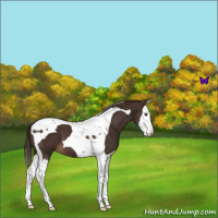 Horse Color:Liver Chestnut Splash Tobiano Varnish 