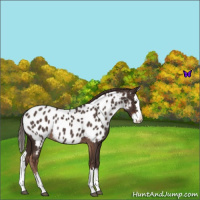 Horse Color:Liver Red Roan Splash Appaloosa Rabicano 