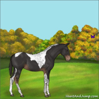 Horse Color:Liver Chestnut Tobiano 