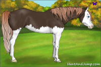 Horse Color:Liver Chestnut Splash 