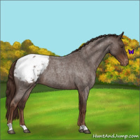 Horse Color:Liver Red Roan Snowcap