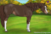 Horse Color:White Spotted Liver Chestnut 