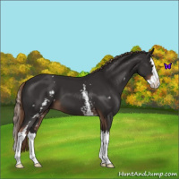 Horse Color:White Spotted Liver Chestnut Splash 
