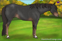 Horse Color:Liver Red Roan 