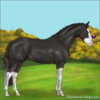 Horse Color:Liver Chestnut Splash 